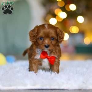 Tiny Teddy, Cavapoo Puppy